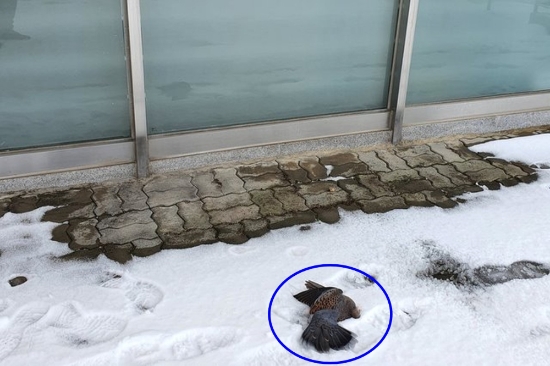충돌해 숨진 멧비둘기/사진=신안군