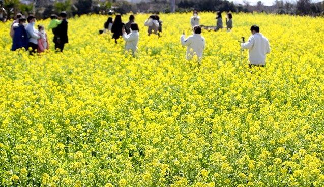 제주 서귀포시 안덕면 산방산 주변에서 관광객들이 유채꽃을 배경으로 기념사진 촬영을 하고 있다.