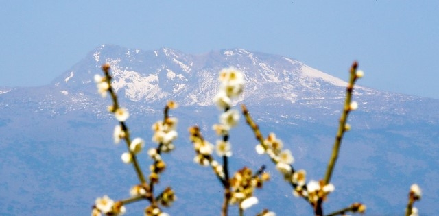 제주 서귀포시 서홍동에 활짝 핀 매화 뒷편으로 눈 쌓인 한라산이 대조를 이루며 시선을 사로 잡고 있다.
