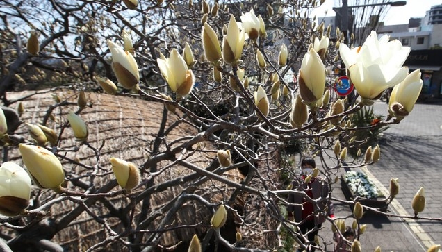맑은 날씨를 보인 21일 제주 서귀포시 이중섭거리를 찾은 상춘객이 하얗게 핀 목련꽃을 카메라로 담으며 즐거운 시간을 보내고 있다.