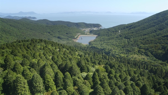 고흥 나로도 편백숲/사진=전라남도