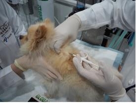 마이크로칩 이식 수술을 받는 강아지 / 사진제공=서울시