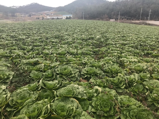 해풍 맞고 자란 진도 봄동 배추/사진=진도군