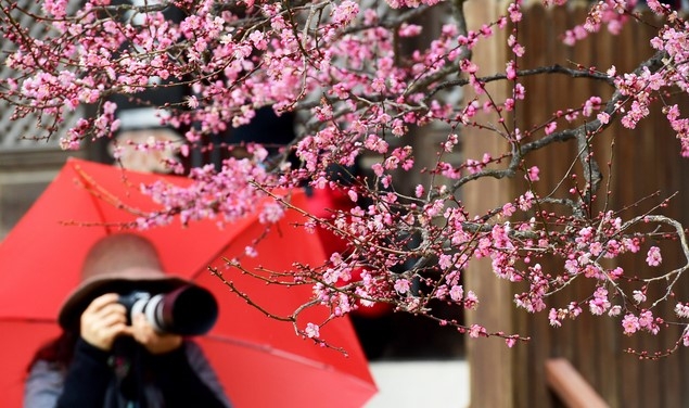 봄을 재촉하는 비가 내리는 14일 오전 경남 양산시 통도사 경내에 홍매화가 꽃망울을 터뜨려 봄소식을 전하고 있다.