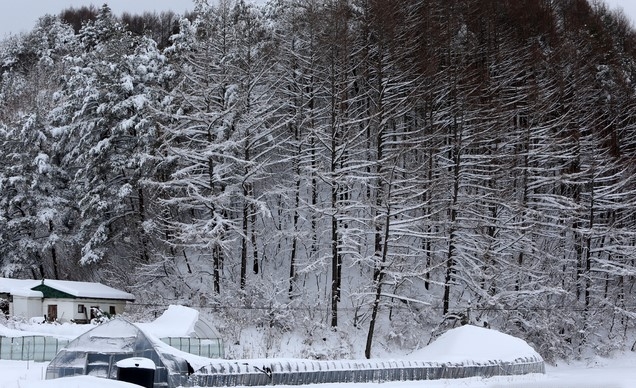 2일 오후 60㎝ 가량의 많은 눈이 내린 강원도 강릉의 산간마을인 왕산면 송현리의 농가주택 비닐하우스 2동이 눈의 무게를 견디지 못하고 무너졌다.
