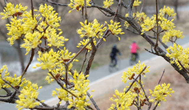 완연한 봄 날씨를 보인 3일 전주시 한옥마을 전주천 일대에 노란 산수유꽃이 활짝 피어 있다.