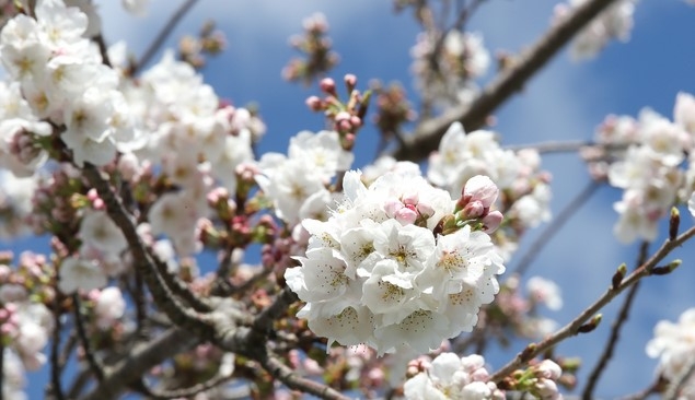 지난 2일 제주 시내 도로 옆에 서 있는 한 벚꽃나무가 평소보다 일찍 꽃을 피워 시선을 사로잡고 있다.