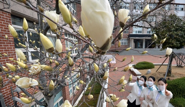 완연한 봄 날씨를 보인 4일 오전 대구 북구 복현동 영진전문대학에서 학생들이 꽃망울 터뜨린 목련을 감상하며 봄을 만끽하고 있다.