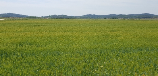 강진군 유기농 겉보리 재배단지/사진=강진군