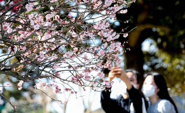 제주시 오라2동 월정사 한켠에 핀 분홍매가 상춘객을 유혹하고 있다.