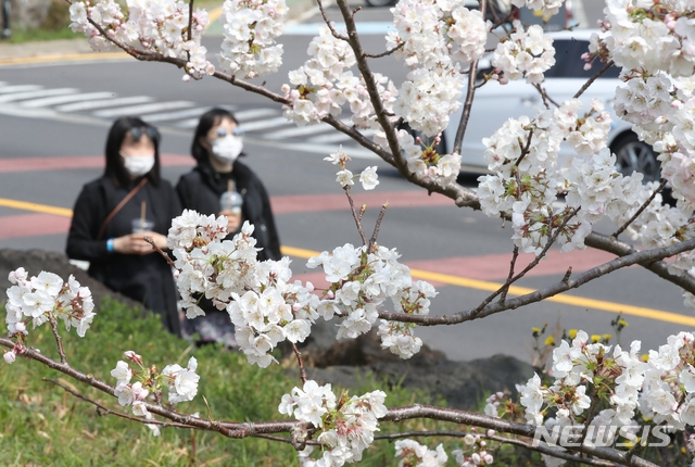 비교적 맑은 날씨를 보인 8일 오후 제주시 도두동 인근 도롯가에 벚꽃이 활짝 펴 시선을 사로잡고 있다.