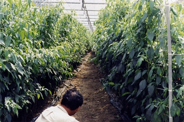 도성기업, 유기농업자재 공시 ’겔라이트 비료첨가제’ 주목