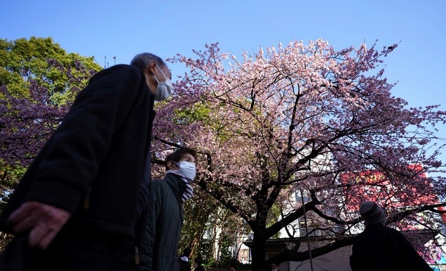 10일 일본 도쿄의 우에노 공원에서 코로나19 확산을 막기 위해 마스크를 쓴 시민들이 벚꽃 주변을 걷고 있다. 도쿄에서 340명의 신규 확진자가 확인돼 지난 5일 이후 또다시 300명 이상을 기록했다.