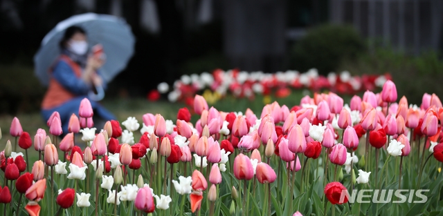 봄비가 촉촉히 내린 12일 오후 제주시 연동 제주도의회 앞마당 한켠에 색상이 다채로운 튤립이 피어나 사람들의 시선을 사로잡고 있다. 튤립의 꽃말은 '새로운 시작', '사랑의 고백', '수줍은 사랑의 표시' 등으로 다양하다.