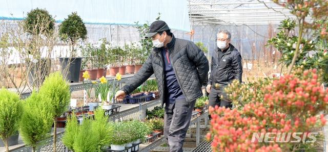 전북 완주군 산림조합 수목원 나무시장을 찾은 시민이 묘목를 살펴보고 있다.