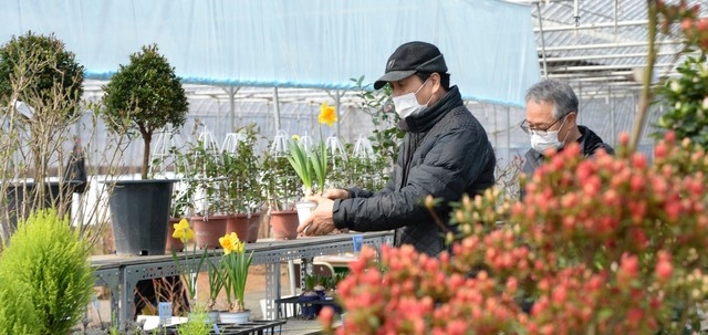 전북 완주군 산림조합 수목원 나무 시장에서 시민들이 묘목을 고르고 있다.