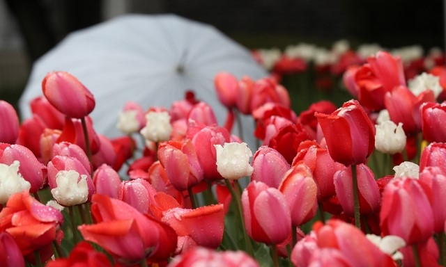 봄비가 촉촉히 내린 지난 12일 오후 제주시 연동 제주도의회 앞마당 한켠에 색상이 다채로운 튤립이 피어나 사람들의 시선을 사로잡고 있다. 튤립의 꽃말은 '새로운 시작', '사랑의 고백', '수줍은 사랑의 표시' 등으로 다양하다
