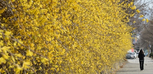 21일 전북 전주시 완산구 화산체육관 담벼락에 봄의 전령사인 개나리가 만개해 있다.