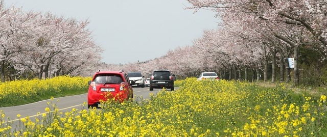 강한 바람이 불고 있는 21일 오후 제주 서귀포시 표선면 녹산로에 봄의 전령 유채꽃과 벚꽃이 활짝 펴 사람들의 시선을 사로잡고 있다. 기상청에 따르면 이날 제주도는 남부와 추자도를 제외한 모든 지역에 강풍주의보가 발효 중이다.