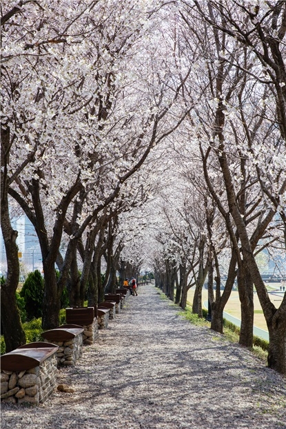 광양읍 서천 꽃길/사진=광양시