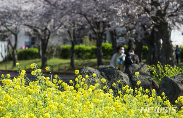 맑은 날씨를 보이는 22일 오후 제주시 오라1동 인근 도롯가에 봄의 전령인 유채꽃과 벚꽃이 활짝 피어 지나는 사람들의 시선을 끌고 있다.