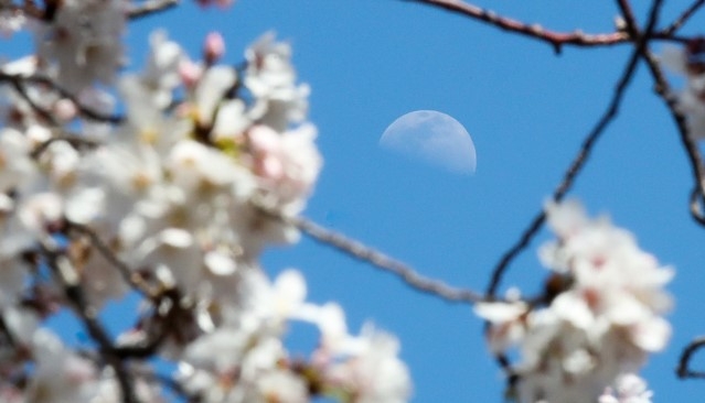 맑은 날씨를 보이는 22일 오후 제주시 오라1동에서 바라본 하늘에 벚꽃 사이로 상현달이 떠 있다.