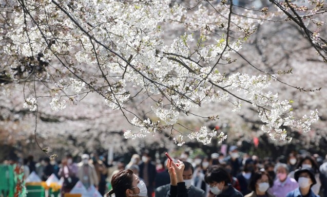 23일 일본 도쿄에서 코로나19 확산 방지를 위해 마스크를 쓴 한 여성이 벚꽃을 촬영하고 있다.