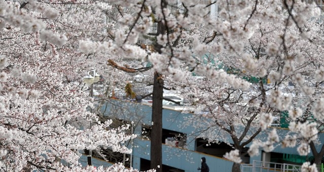 24일 오전 광주 동구 조선대학교병원 앞 도롯가에 벚꽃이 꽃망울을 터뜨려 봄을 실감하게 하고 있다.