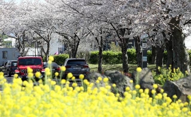 맑은 날씨를 보이는 22일 오후 제주시 오라1동 인근 도롯가에 봄의 전령인 유채꽃과 벚꽃이 활짝 피어 지나는 사람들의 시선을 끌고 있다.