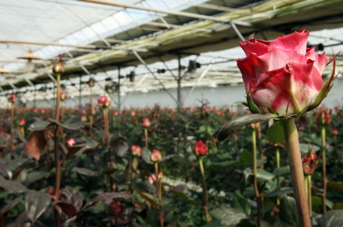 강진군, '강진 청자골 장미 2차 온라인 화훼 특별기획전' 개최