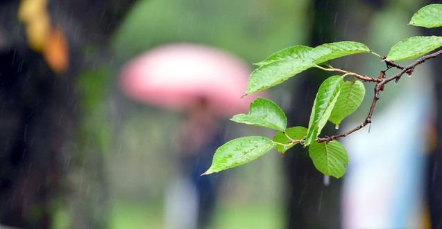 비 내리는 광주.