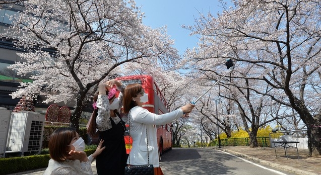 완연한 봄 날씨를 보인 25일 대구 달서구 놀이공원 이월드를 찾은 외국인 관광객들이 활짝 핀 벚꽃을 배경으로 기념사진을 찍고 있다.