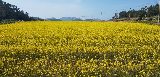 팔금 유채/사진=신안군