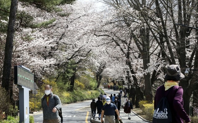 완연한 봄 날씨를 보이고 있는 지난달 31일 서울 중구 남산 벚꽃길을 따라 시민들이 산책을 하고 있다.