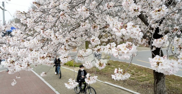 전북 전주시 덕진구 조경단로에 벚꽃이 만개해 시민들이 찾고 있다.