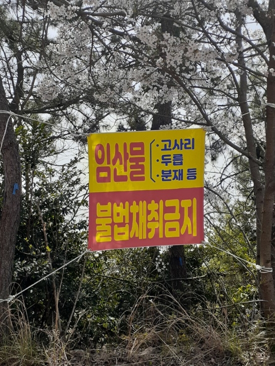 신안군, 봄철 임산물 불법채취 및 불법 산림훼손 집중단속/사진=신안군
