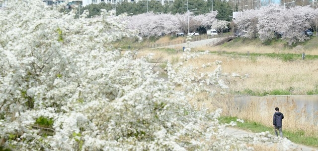 전북 전주시 완산구 효자동 효자교 인근 삼천 천변에 봄꽃이 만개해 있다.