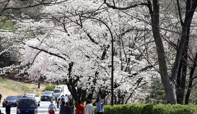 완연한 봄 날씨를 보이고 있는 지난달 31일 서울 중구 남산 벚꽃길을 따라 시민들이 산책을 하고 있다.