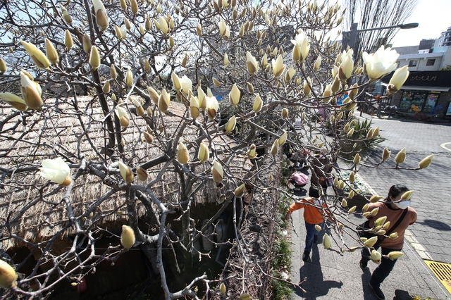 제주 서귀포시 이중섭거리를 찾은 상춘객들이 하얗게 핀 목련꽃 감상하며 즐거운 시간을 보내고 있다.