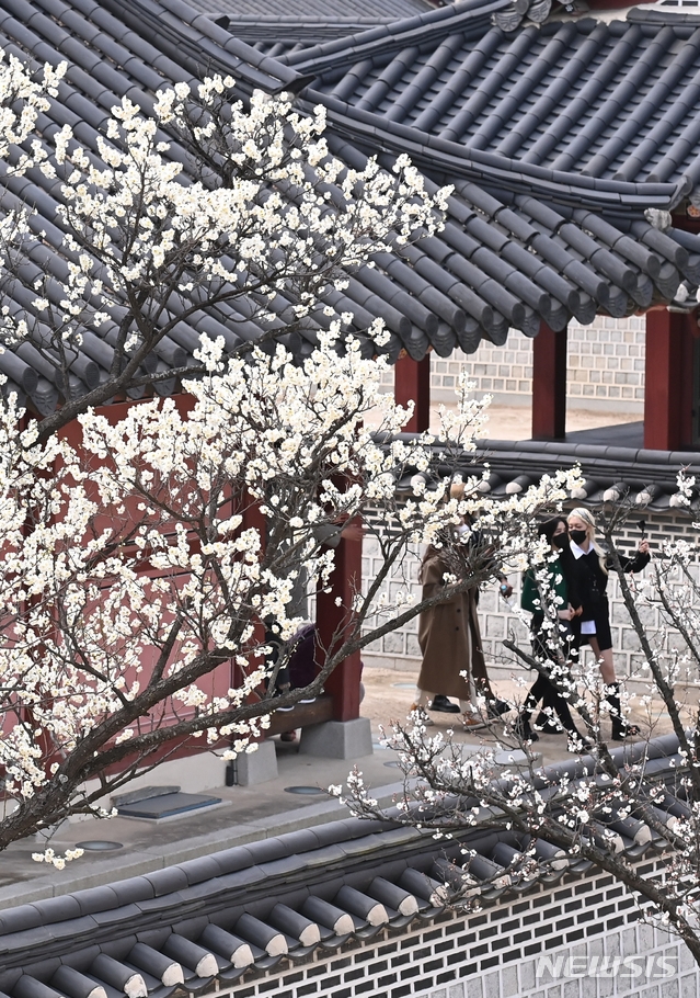 지난 3월 18일 경기도 수원시 화성행궁에서 상춘객들이 활짝 핀 매화 꽃길을 걷고 있다.