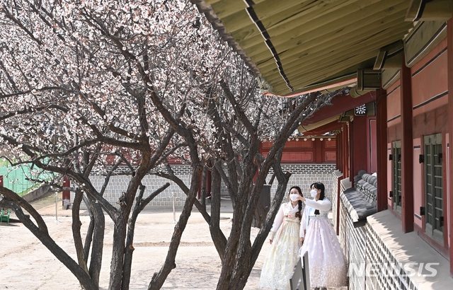 지난 3월 18일 경기도 수원시 화성행궁에서 상춘객들이 활짝 핀 매화 꽃길을 걷고 있다.