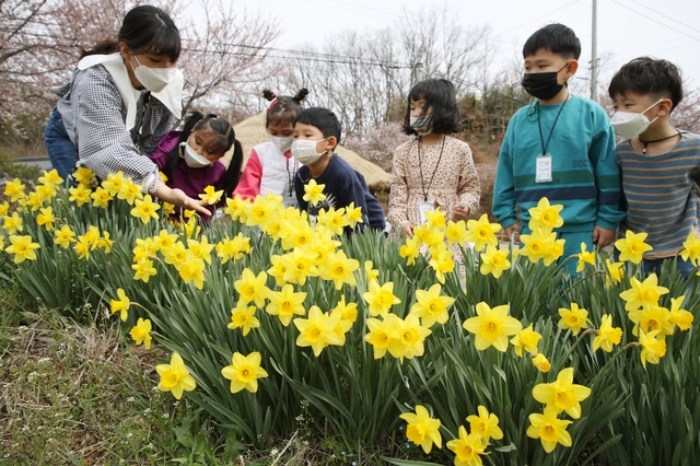 지난 1일 충남의 한 어린이집원생들이 활짝 핀 수선화를 바라보면서 선생님께 꽃에 대한 설명을 듣고 있다. (사진=홍성군의회 제공)