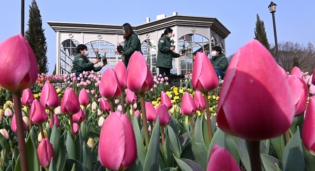 15일 오전 경기도 용인시 에버랜드 포시즌 가든에서 직원들이 튤립 정원 개장을 앞두고 활짝 핀 꽃을 살펴보고 있다. 튤립정원은 오는 26일부터 4월30일 운영한다.