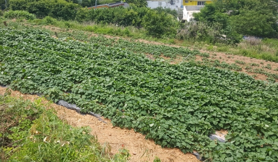 목포시, 투명하고 효율적인 농지원부 일제정비 실시/사진=목포시