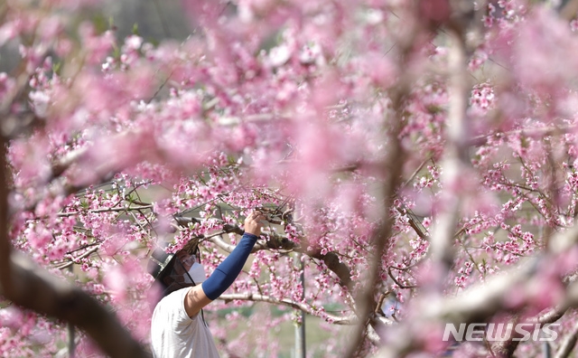 화창한 봄날씨를 보인 지난 9일 세종시 조치원읍의 한 복숭아 농장에서 농부가 만개한 복사꽃을 살펴보고 있다.