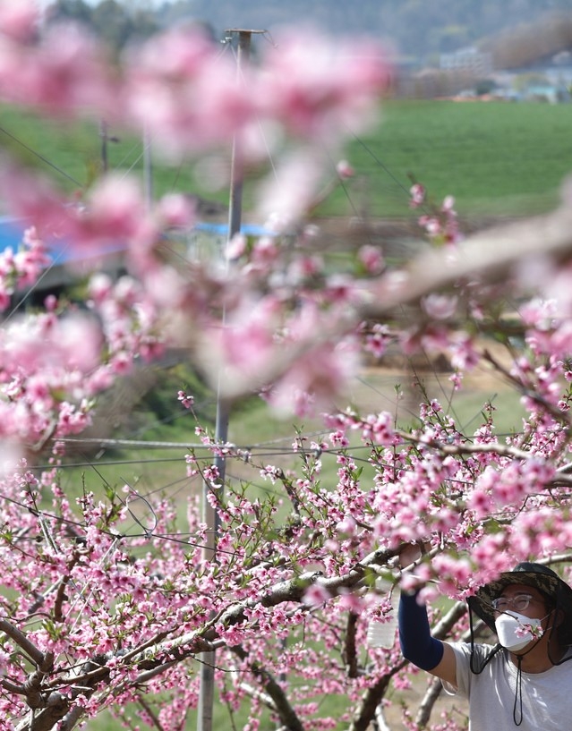 화창한 봄날씨를 보인 9일 세종시 조치원읍의 한 복숭아 농장에서 농부가 만개한 복사꽃을 살펴보고 있다.