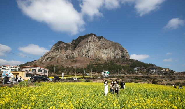제주 서귀포시 안덕면 산방산 주변으로 노란 유채꽃이 활짝 펴 있다.