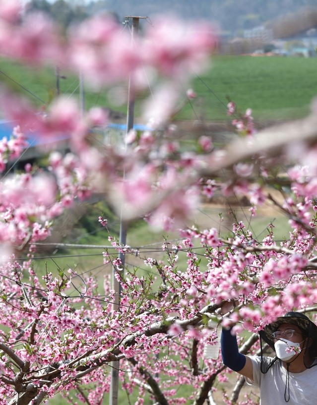 화창한 봄날씨를 보인 9일 세종시 조치원읍의 한 복숭아 농장에서 농부가 만개한 복사꽃을 살펴보고 있다.