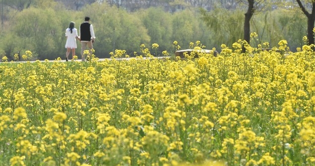 화창한 초여름 날씨를 보인 지난달 31일 오후 대구 북구 금호강 하중도 봄꽃단지를 찾은 시민들이 활짝 핀 유채꽃 사이를 거닐고 있다.