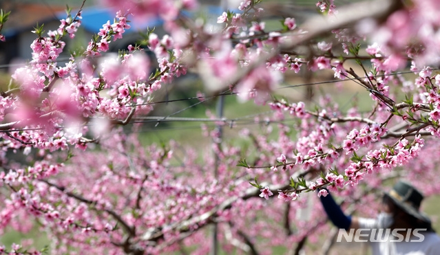 화창한 봄날씨를 보인 지난 9일 세종시 조치원읍의 한 복숭아 농장에서 농부가 만개한 복사꽃을 살펴보고 있다.